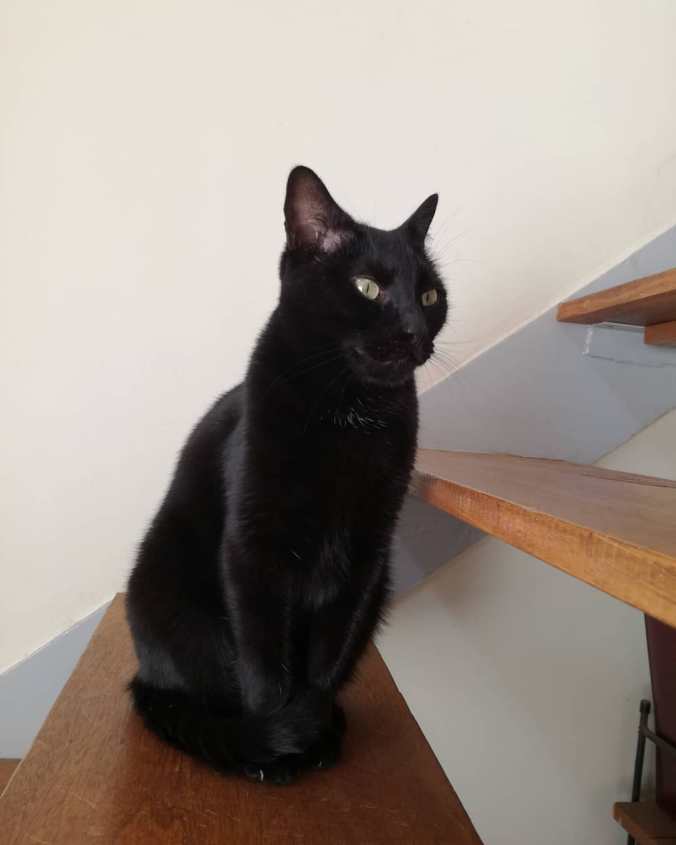 Midnight aka Prince of Darkness