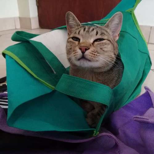 Mogwai in shopping bags