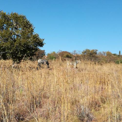 66470621_10157524993276514_1857857450426761216_o